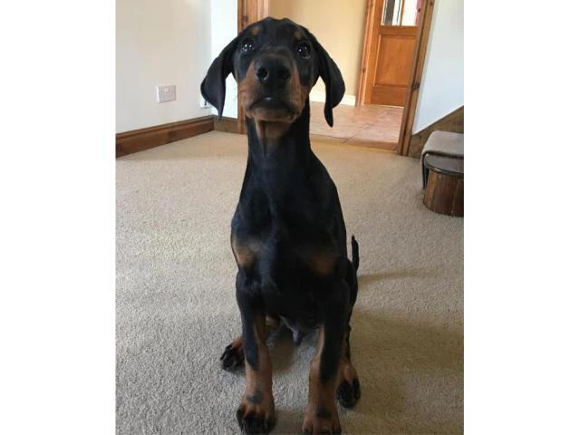 Doberman puppies for sale in Florida ready for new home - 4/5