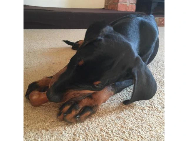 Doberman puppies for sale in Florida ready for new home - 5/5