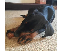 Doberman puppies for sale in Florida ready for new home - 5