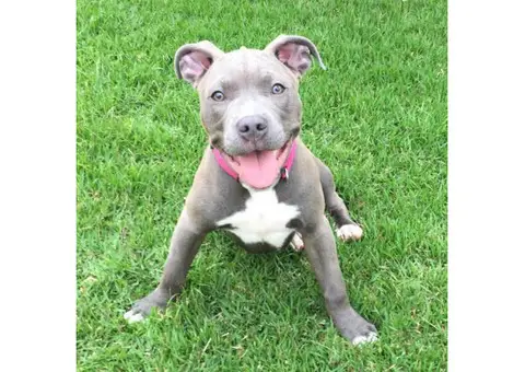 Pitbull blue nose puppies for sale in Illinois