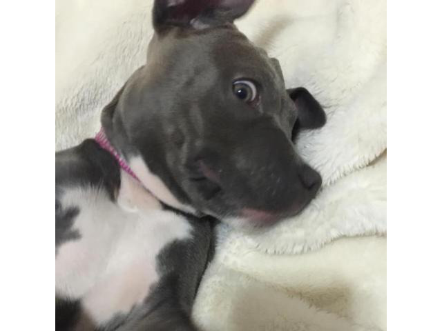 Pitbull blue nose puppies for sale in Illinois in Barry
