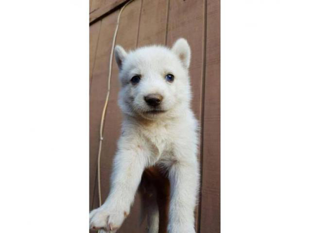 Husky German Shepherd Mix Puppies For Sale In Akhiok Alaska Puppies For Sale Near Me