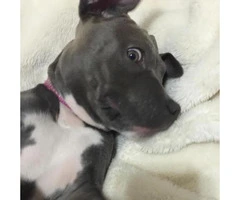 Pitbull blue nose puppies for sale in Illinois - 2