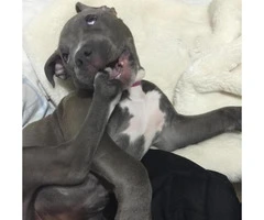 Pitbull blue nose puppies for sale in Illinois - 3