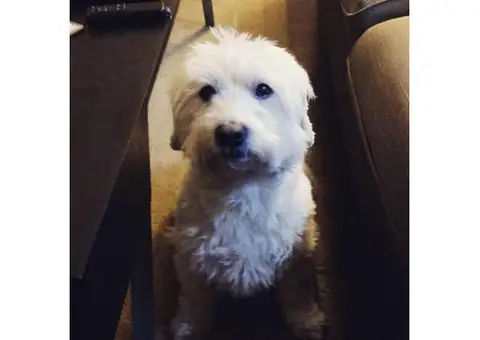 Dandie Dinmont Terrier Puppies for Sale