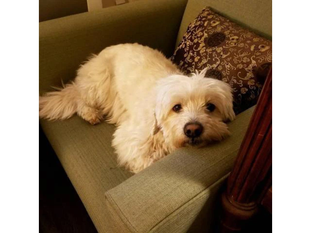 Dandie Dinmont Terrier Puppies for Sale - 2/3