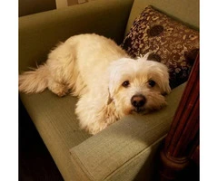 Dandie Dinmont Terrier Puppies for Sale - 2