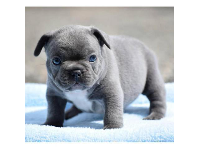 Blue French Bulldog Puppies for sale in Ohio in Beachwood