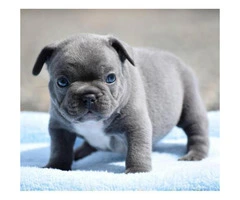 Blue French Bulldog Puppies for sale in Ohio