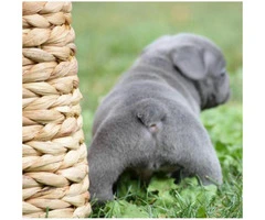 Blue French Bulldog Puppies for sale in Ohio - 2