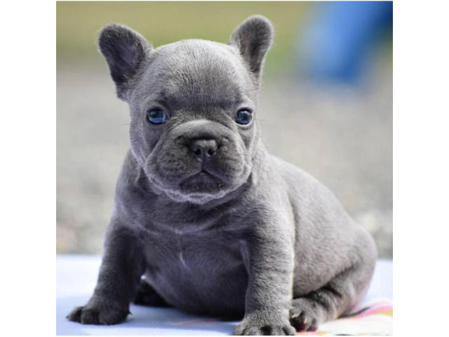 Blue French Bulldog Puppies for sale in Ohio in Beachwood
