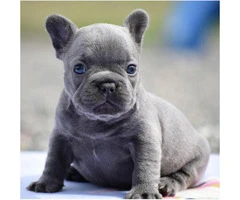 Blue French Bulldog Puppies for sale in Ohio - 3