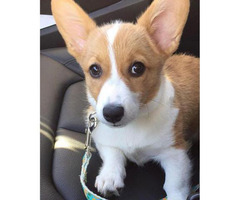 Pembroke Welsh Corgi Puppies for Sale in Virginia in ...