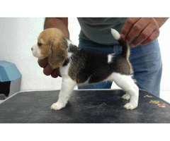 Beagle puppies for sale in nc