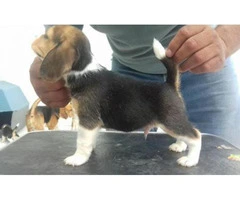 Beagle puppies for sale in nc - 2