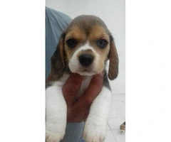 Beagle puppies for sale in nc - 3