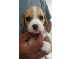 Beagle puppies for sale in nc - 4