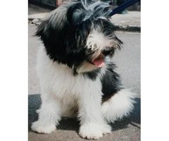 Polish lowland sheepdog puppies for sale - 3