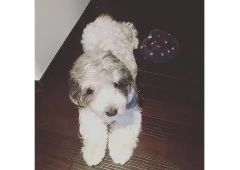Petit basset griffon vendeen puppies