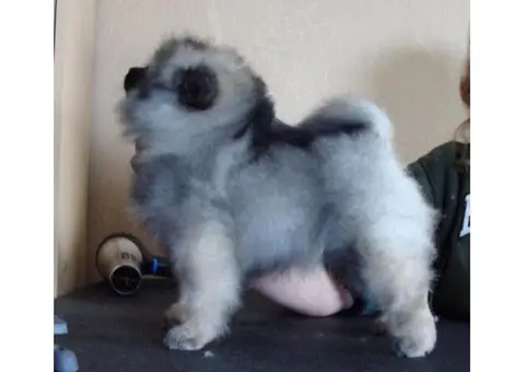 Keeshond puppies for sale in pa