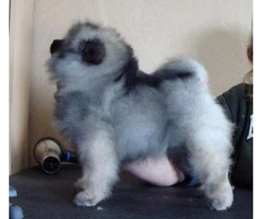 Keeshond puppies for sale in pa