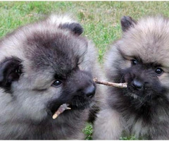 Keeshond puppies for sale in pa - 2