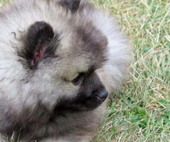 Keeshond puppies for sale in pa - 3