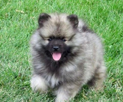 Keeshond puppies for sale in pa - 4
