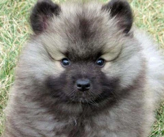 Keeshond puppies for sale in pa - 5