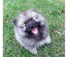 Keeshond puppies for sale in pa - 6