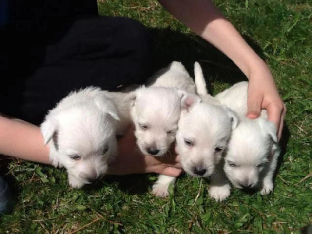 4 weeks old west highland white terrier puppies - 1/6