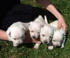 4 weeks old west highland white terrier puppies