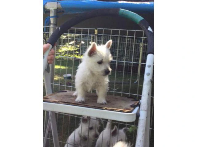 4 weeks old west highland white terrier puppies - 3/6