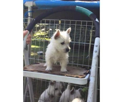 4 weeks old west highland white terrier puppies - 3