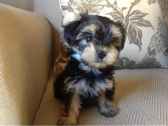 Morkie puppies for sale in ga in Statesboro, Georgia ...