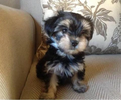 Morkie puppies for sale in ga - 2