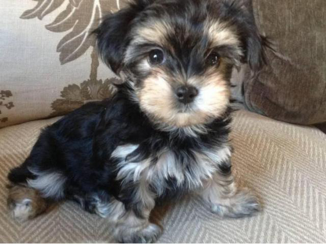 Morkie puppies for sale in ga in Statesboro, Georgia ...