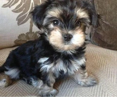 Morkie puppies for sale in ga - 3