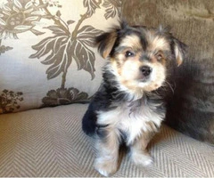 Morkie puppies for sale in ga - 4