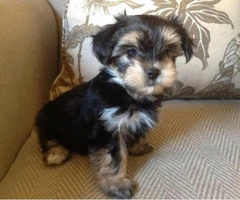 Morkie puppies for sale in ga - 5