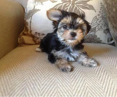 Morkie puppies for sale in ga - 6