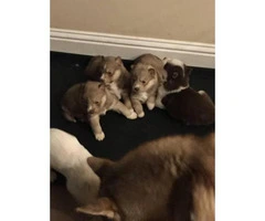 siberian husky pups for sale - 4
