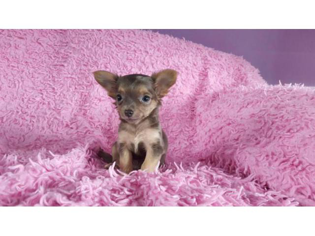 teacup chihuahua puppies in Buckeye, Arizona Puppies for