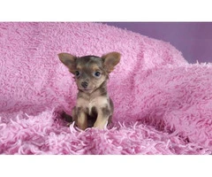 teacup chihuahua puppies - 1