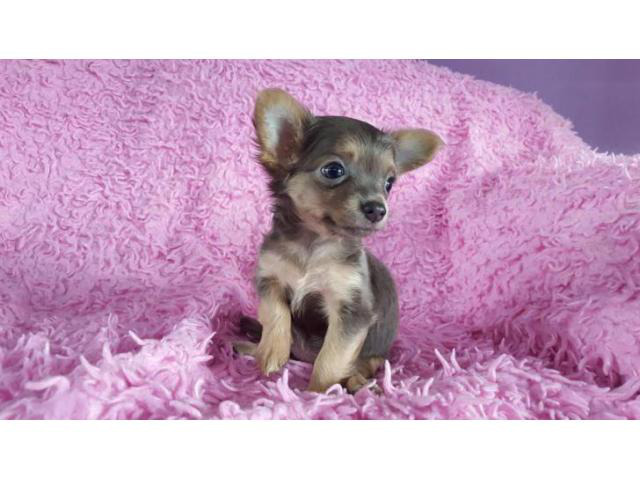 teacup chihuahua puppies in Buckeye, Arizona Puppies for