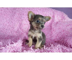 teacup chihuahua puppies - 2