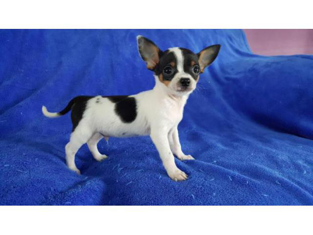 teacup chihuahua puppies in Buckeye, Arizona Puppies for