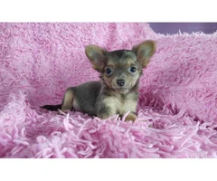 teacup chihuahua puppies - 5