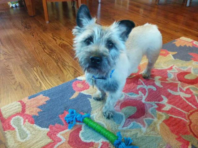 cairn terriers for sale - 1/2