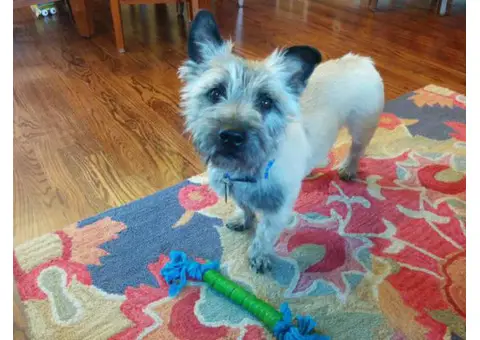 cairn terriers for sale